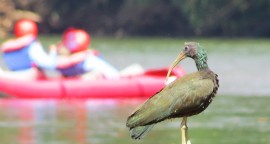 Green Ibis, Sarapiqui River, Costa Rica - photo by Brad Zinda