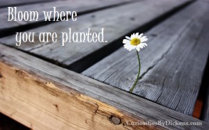 bloom-where-you-are-planted-300x187