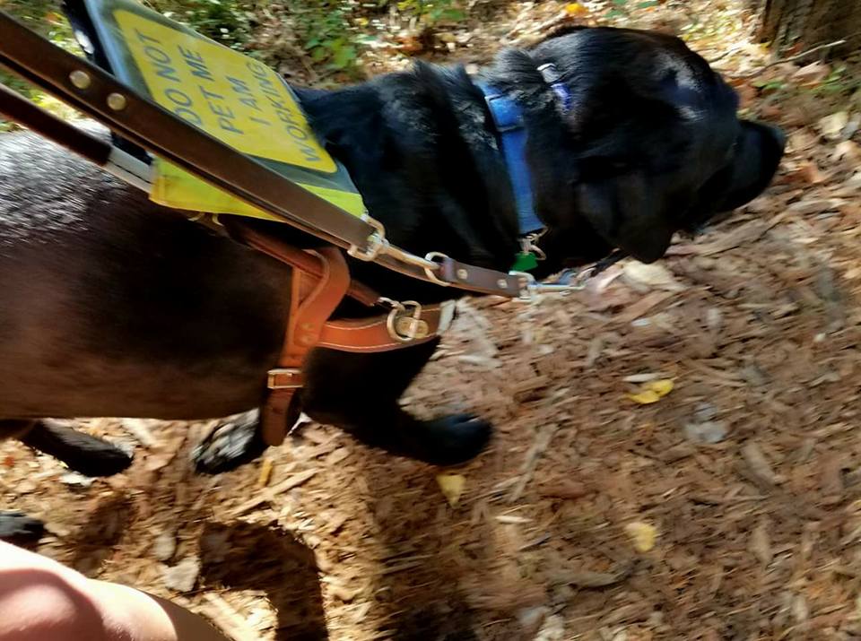 Blogger Shannon Columb shares what life is like with her guide dog Frasier.