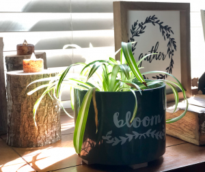 BringSpringIndoors--spider plant